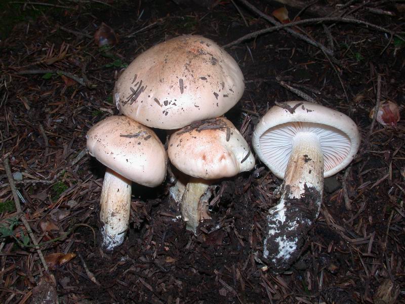 Hygrophorus pudorinus. Scheda fotografica